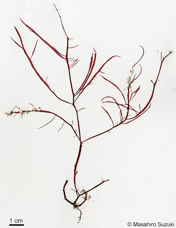 ベニホソバミリン Solieria yoshidae